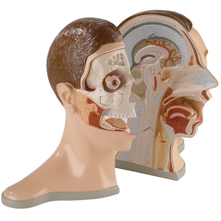DENOYER-GEPPERT Anatomical Model, Bisected Head Model 0176-00